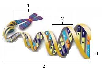 TEST 1 1. 3. Yukarıda DNA nın yapı birimi olan nükleotid şekli verilmiştir. Hasan şekilde X, Y ve Z ile ifade edilen yapılarla ilgili aşağıdakilerden hangisini söylerse doğru olur?