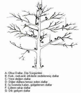 Bir ana veya yardımcı dal üzerinde fazla miktarda meyve dalı oluşmuş ise bunların bir kısmı kesilerek seyreltilmeli ve bu işlem sırasında güneş gören, iyi oluşmuş dallar bırakılmalı, güneş görmeyen