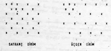 c) Satranç dikim: Bu sistemde dört ağaç, karenin köşelerine, bir ağaç da merkezine dikilir. Birim alana ağaç sayısı kare dikime göre iki kat kadardır.