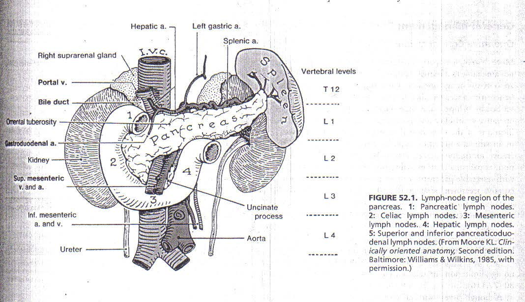 Pankreasın Anatomisi Pankreas üst abdomende lomber ilk iki vertebra seviyesinde retroperitoneal bölgede uzanır.