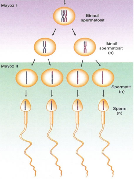 Mitozla Mayoz Arasındaki Farklar Mayoz bölünme; 1. Yalnız eşey hücrelerinde görülür. 2. Mayozda iki bölünme birbirini takip eder. 3.
