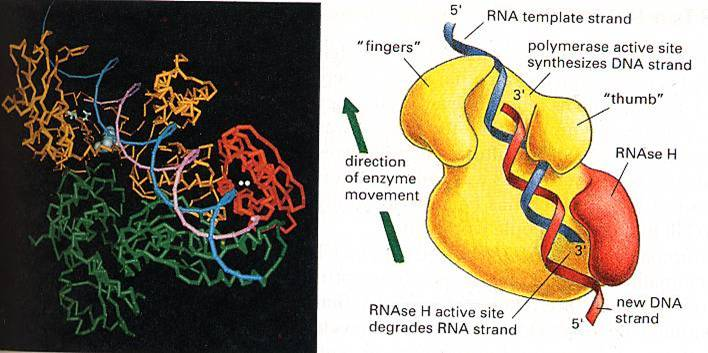 RNA izolasyonu 1Klasik Chomcynski ve Sacchi yöntemi Guanidin tiyosiyanat/deterjan Organik ektraksiyon (fenol, cloroform) Alkol ile presipitasyon 2Nükleik asit bağlayan silika jel kolonlara RNA nın