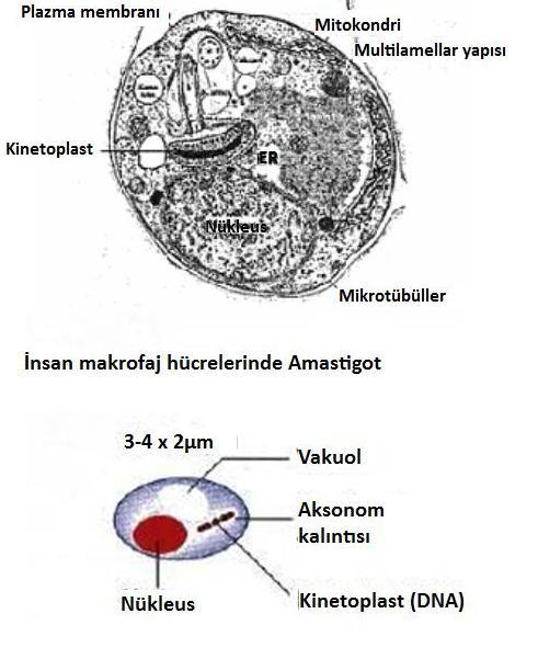 Şekil 2. 1 Leishmania parazitlerinin amastigot formu [48, 54, 66] Kinetoplastın genetik bir devamlılığı olduğu ve çekirdekten önce bölündüğü belirlenmiştir.