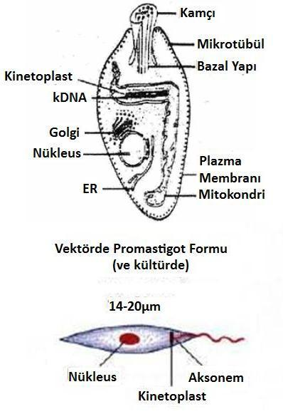2.2.2 Promastigot Formlar Vektörlerin bağırsaklarında ve in vitro kültür ortamlarında bulunan ve parazitin hücre dışı formu olan promastigotlar (Leptomonas) ise, 14-20 µm boyunda, 2-3 µm genişlikte