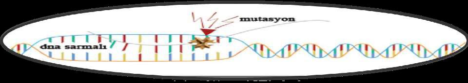 1. Mutasyon: Ani olarak meydana gelen genetik değişmelere mutasyon, Bir populasyonda her kuşakta az miktarda da olsa mutasyonlar meydana gelebilir.