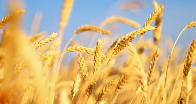 depoculuk sisteminin Türkiye tarımının geleceği için ne denli önemli olduğunun bilinciyle, en büyük buğday kullanıcısı sektörün temsilcisi, bu sistemin gelişimi için elinden gelen desteği vermeye