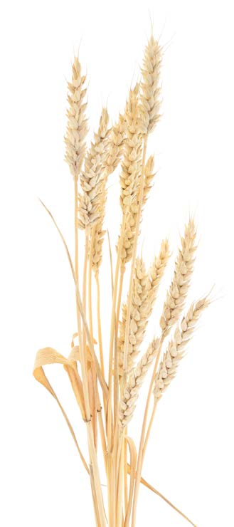 Uluslararası kuruluşların üretim tahminlerine değinen Ulusoy, Türkiye nin buğday ithalatında hangi ülkelerden buğday alındığını, mısır ithalatı ile yem sanayisinin üretimi ve dış ticareti konusunda