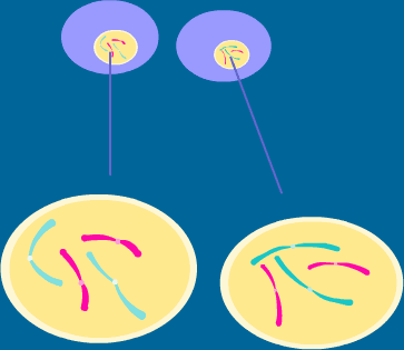 TELOFAZ Kutuplarda küme halinde toplanmış olan kromozomlar uzayıp incelir, spiraller gevşer, yeniden kromatin ağı oluşur Nükleus zarı ve