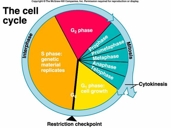 MİTOZ SİTOKİNEZ prometafaz profaz metafaz anafaz telofaz G 2 fazı: hücre büyümesi devam