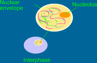 İNTERFAZ Mitoz bölünme başlamadan önce hücre metabolik bakımdan son derece aktif bir evrededir bu evreye interfaz veya metabolik faz
