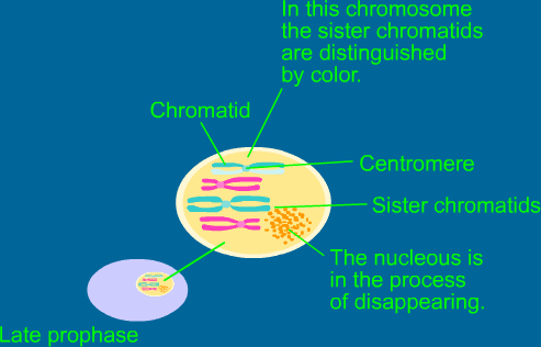 Kromatin ipliği yaoğunlaşıp kalınlaşır, kromonema denen iplikler halinde belirir.