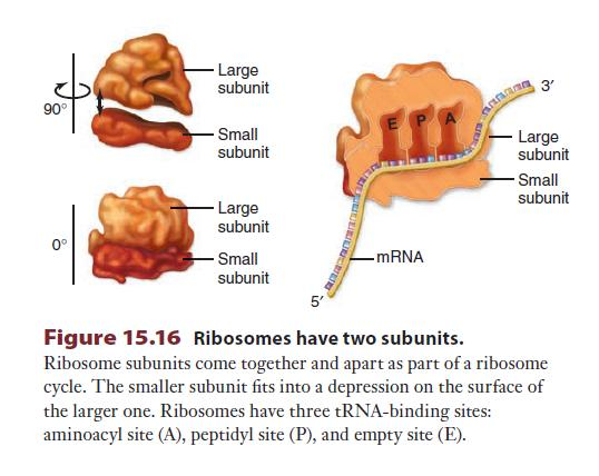Ribozom birden fazla trna-bağlayıcı bölgelere sahiptir. Amino asit yüklenmiş, bağlanmış bir trna ribozomlarda ilk olarak A bölgesine bağlanır. Sonra P bölgesine gider.