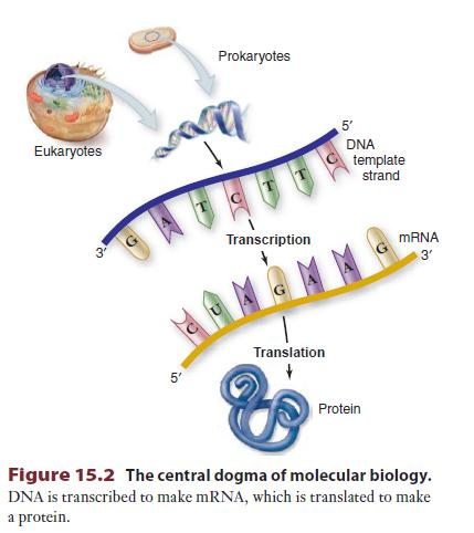 BİR GEN BİR PROTEİN DİĞER BİR DEĞİŞLE MERKEZİ DOGMA Beadle ve Tatum un çalışmasıyla, Merkezi Dogma / Santral Dogma diye tanımlanan bu bilgi akışının yönü, hücrede; DNA dan RNA ya ve proteine doğru
