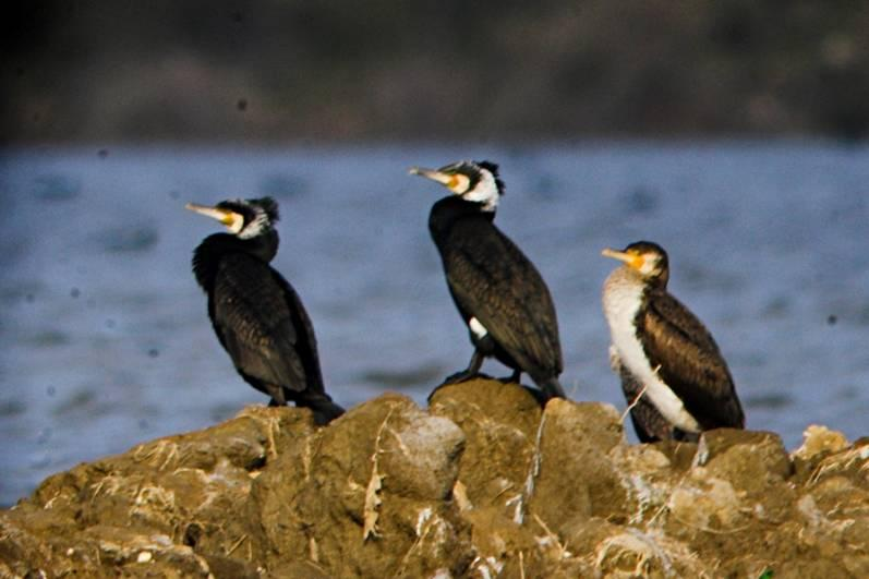 117 EKLER Ek 1. Bafa Gölü nde gözlenen bazı kuş türlerine ait fotoğraflar Ek 1.1. Göl kıyısındaki tarlalarda dinlenen Pelecanus crispus topluluğu Ek 1.