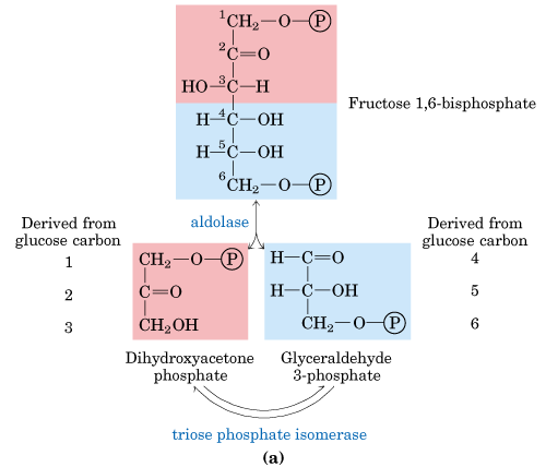 5. Dihidroksi aseton fosfatın, Gliseraldehid 3-fosfata dönüşümü: Gliseraldehid 3- fosfat glikoliz yolu üzerindedir ama DHAP değildir.