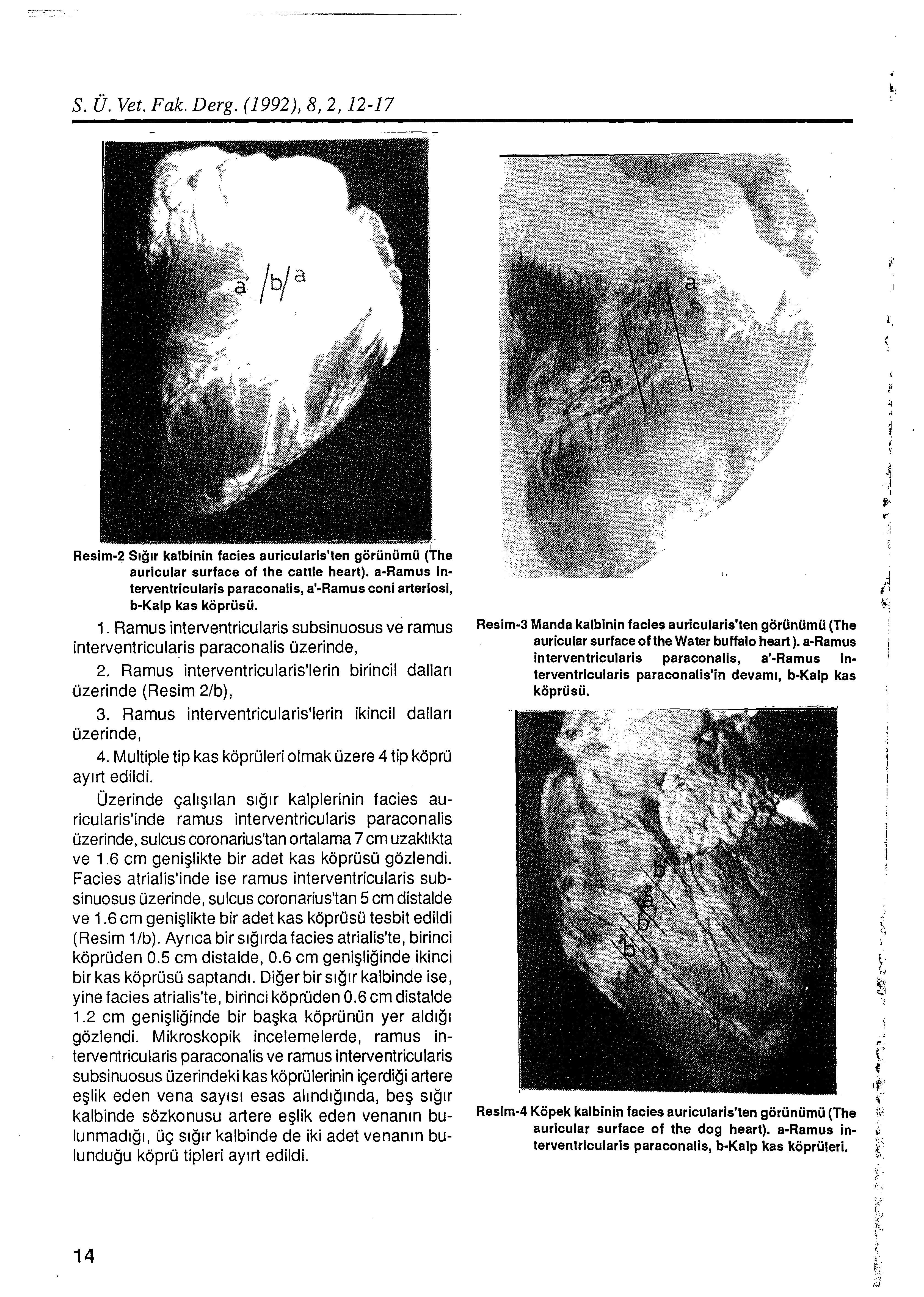 S. Ü. Vet. Fak. Derg. (1992), 8, 2, 12-17 Resim-2 Sığır kalbinin facies auricularls'ten görünümü (The auricular surface of the cattle heart).