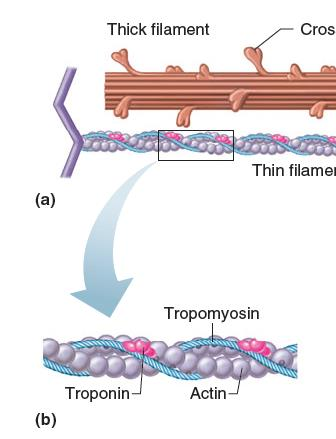 TROPOMYOZİN VE TROPONİN Tropomyozin: iki zincirli helikal regülatör proteindir.