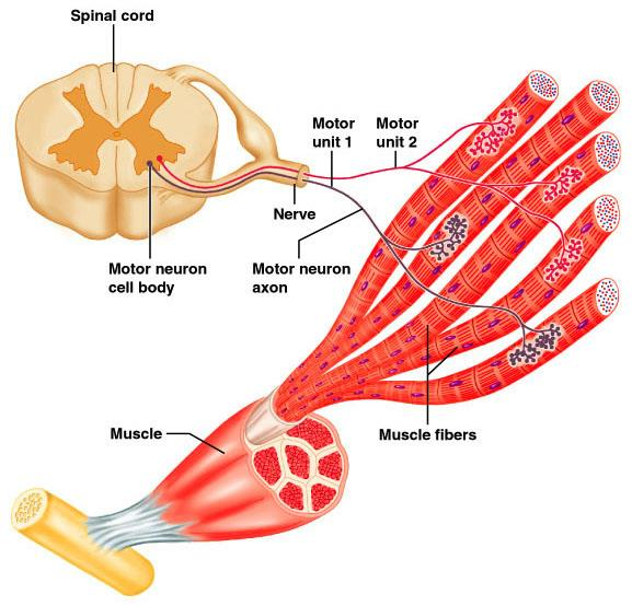 Motor Ünite: Bir motor nöron ve bunun motor innerve ettiği tüm kas ünite liflerinin hepsine birden motor ünite denir. Her kasın en az bir tane motor siniri vardır.