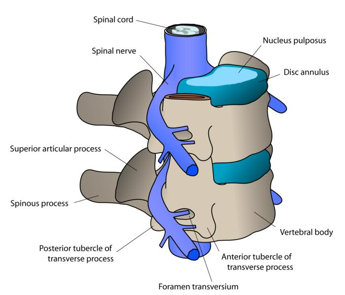 Kostalara eşlik eden 12 vertebra vardır. İçinden spinal kord geçer. Gövde, transver çıkıntı ve arka elemanlardan oluşur. Torasik 1.