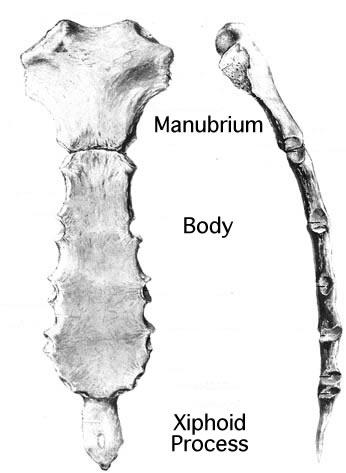 Sternum -Manubrium, gövde ve ksifoid bölümlerinden oluşur.