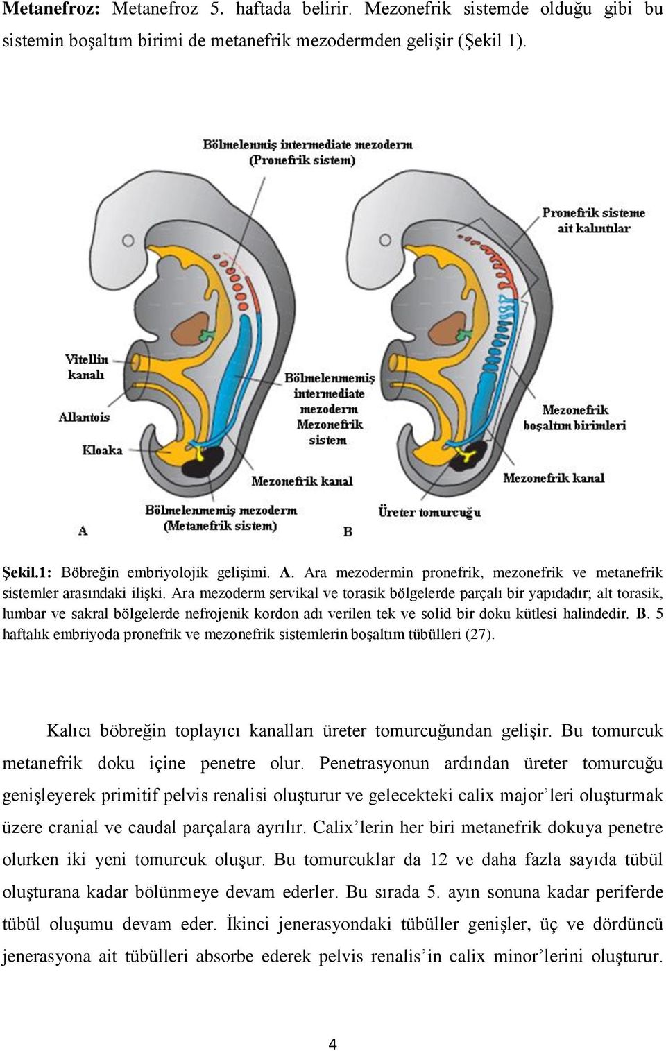 Ara mezoderm servikal ve torasik bölgelerde parçalı bir yapıdadır; alt torasik, lumbar ve sakral bölgelerde nefrojenik kordon adı verilen tek ve solid bir doku kütlesi halindedir. B.