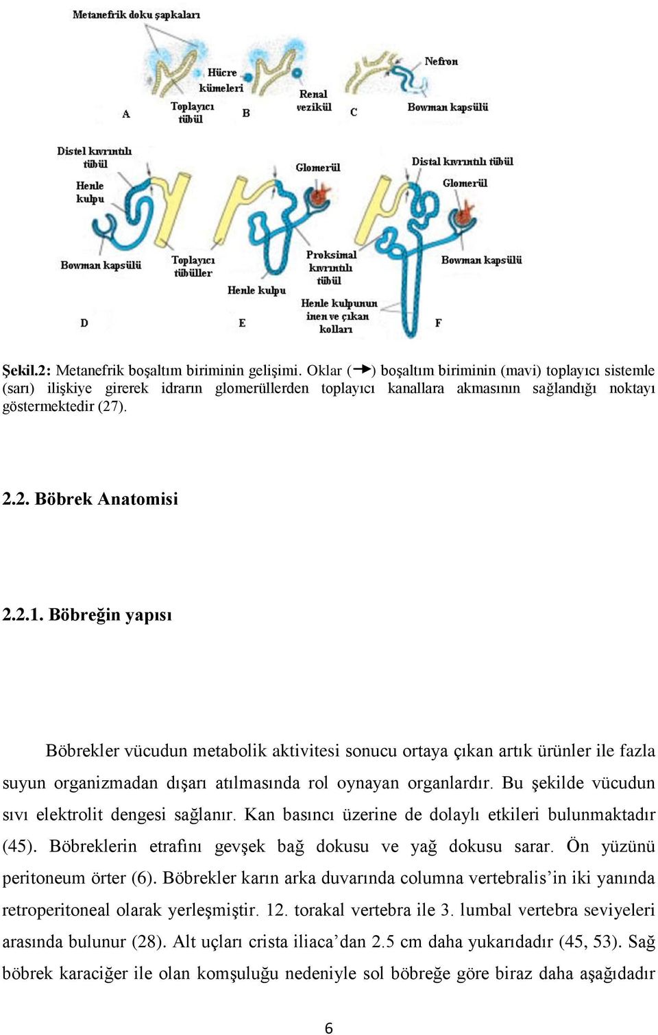 Böbreğin yapısı Böbrekler vücudun metabolik aktivitesi sonucu ortaya çıkan artık ürünler ile fazla suyun organizmadan dıģarı atılmasında rol oynayan organlardır.