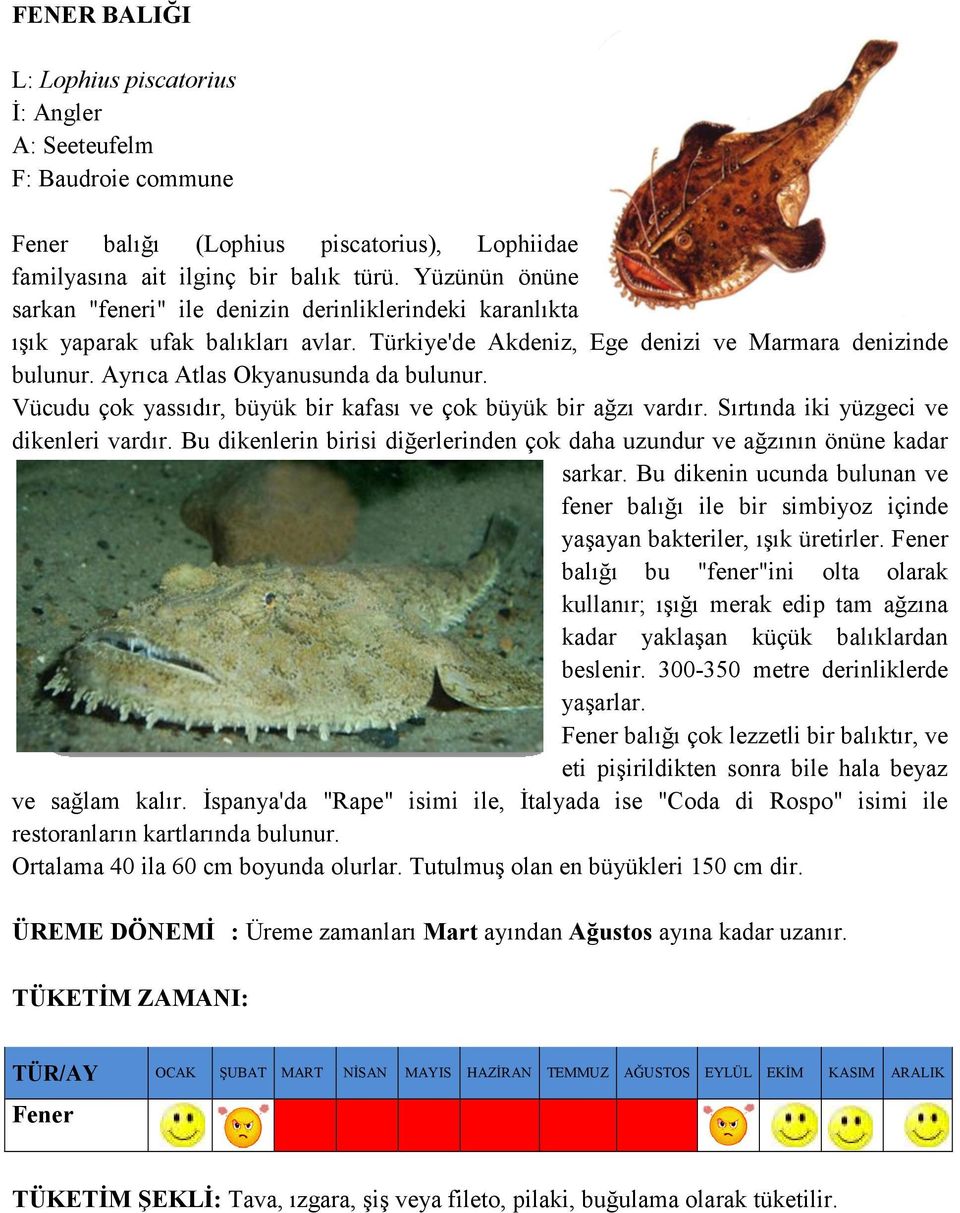 Ayrıca Atlas Okyanusunda da bulunur. Vücudu çok yassıdır, büyük bir kafası ve çok büyük bir ağzı vardır. Sırtında iki yüzgeci ve dikenleri vardır.