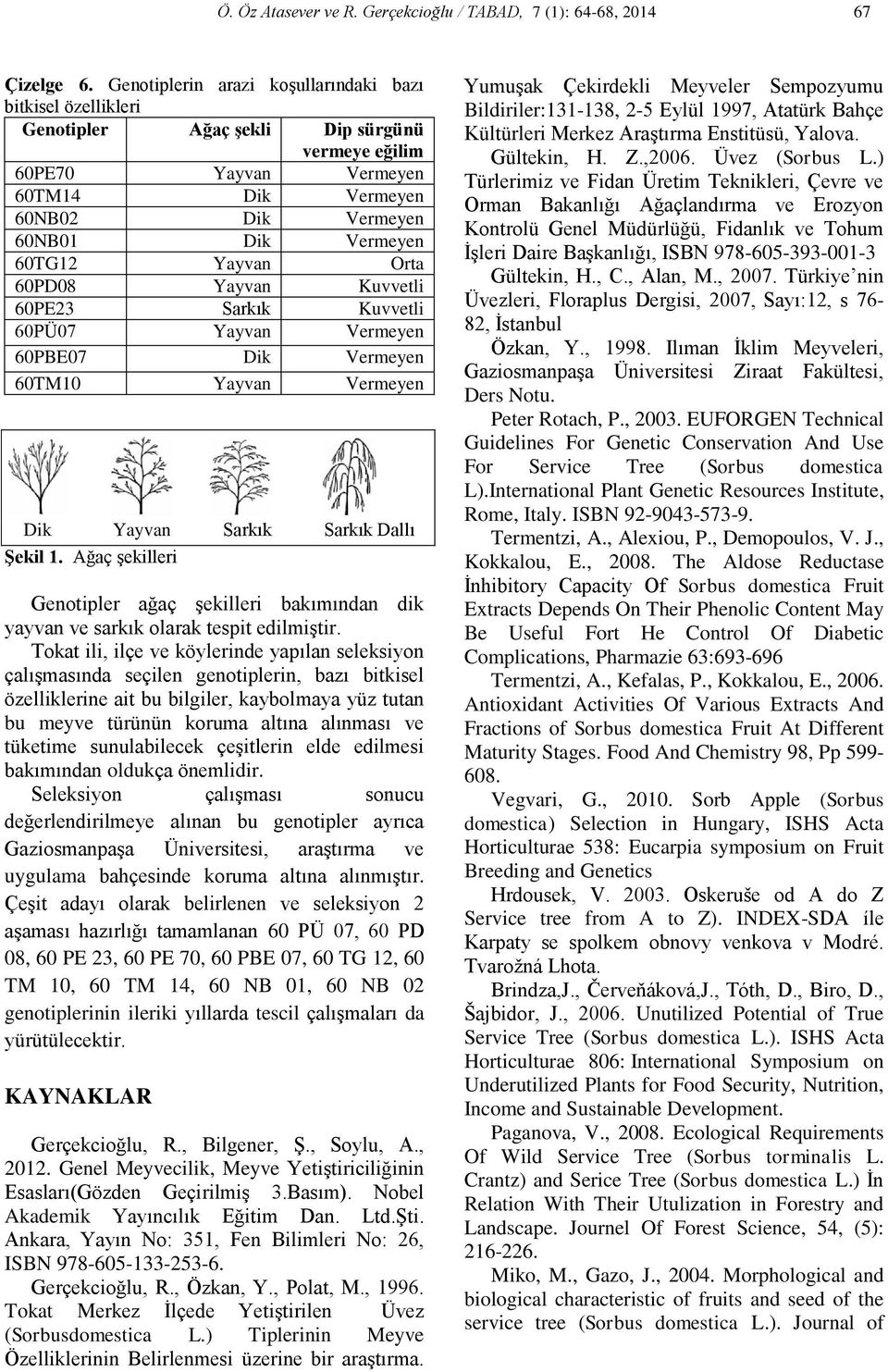 Yayvan Orta 60PD08 Yayvan Kuvvetli 60PE23 Sarkık Kuvvetli 60PÜ07 Yayvan Vermeyen 60PBE07 Dik Vermeyen 60TM10 Yayvan Vermeyen Dik Yayvan Sarkık Sarkık Dallı Şekil 1.