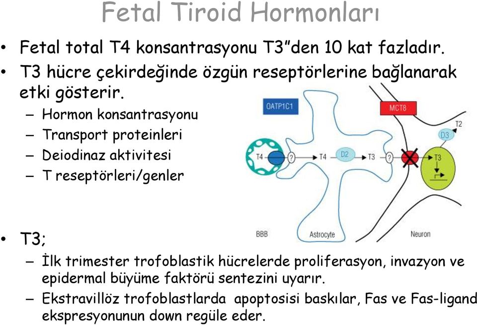 Hormon konsantrasyonu Transport proteinleri Deiodinaz aktivitesi Fetal Tiroid Hormonları T reseptörleri/genler