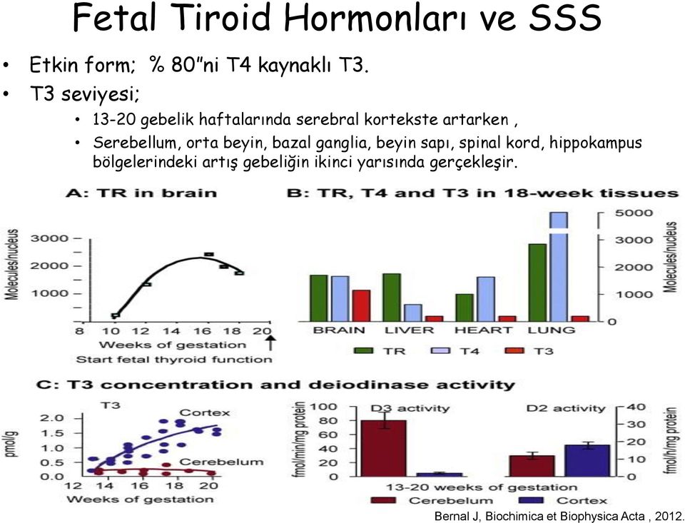 Serebellum, orta beyin, bazal ganglia, beyin sapı, spinal kord, hippokampus