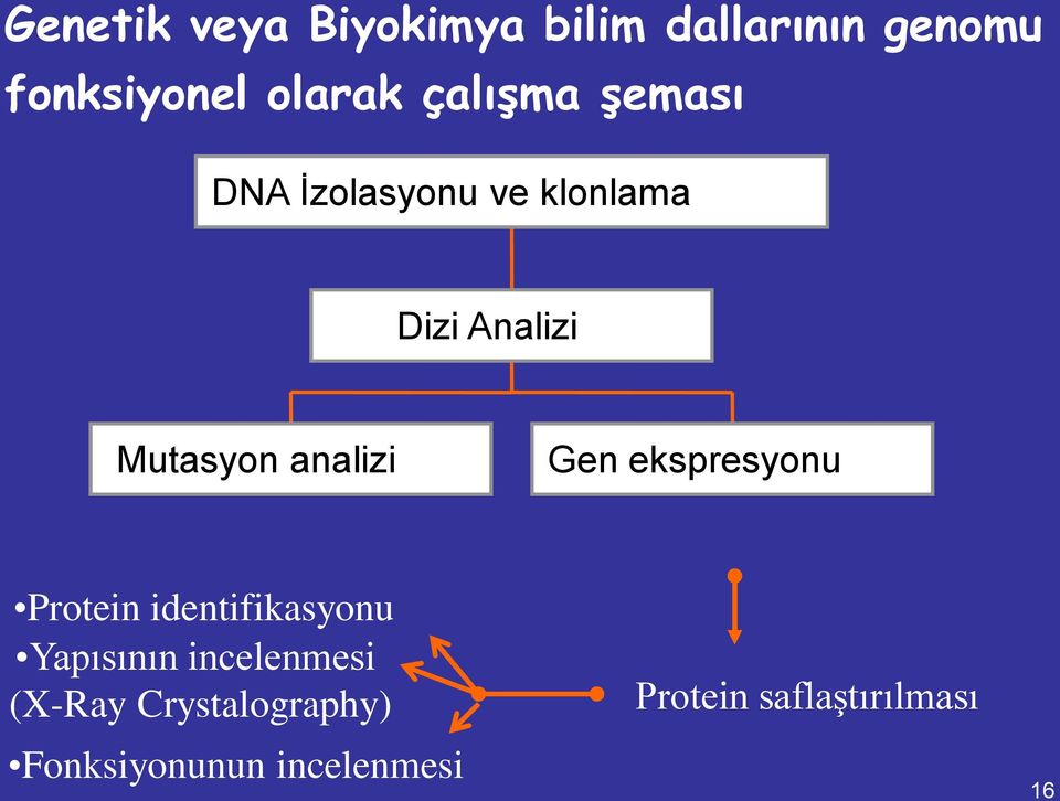 analizi Gen ekspresyonu Protein identifikasyonu Yapısının