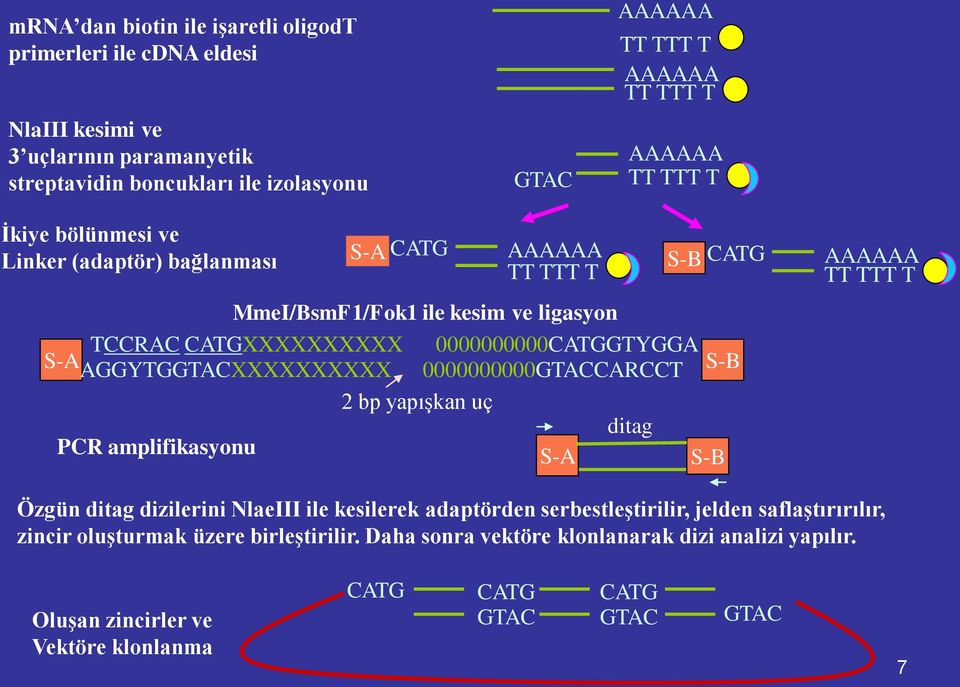 AGGYTGGTACXXXXXXXXXX 0000000000GTACCARCCT S-B 2 bp yapışkan uç ditag PCR amplifikasyonu S-A S-B AAAAAA TT TTT T Özgün ditag dizilerini NlaeIII ile kesilerek adaptörden