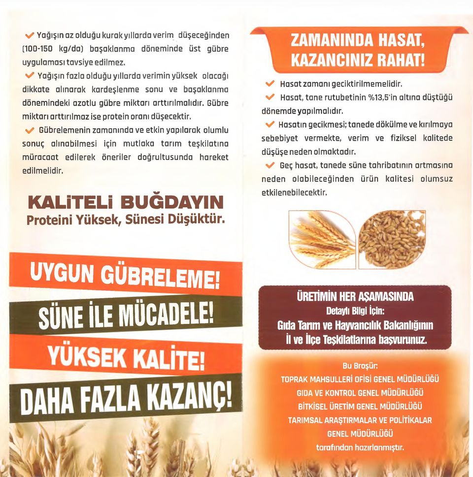 Gübre m iktarı arttırılm az ise protein oranı düşecektir.