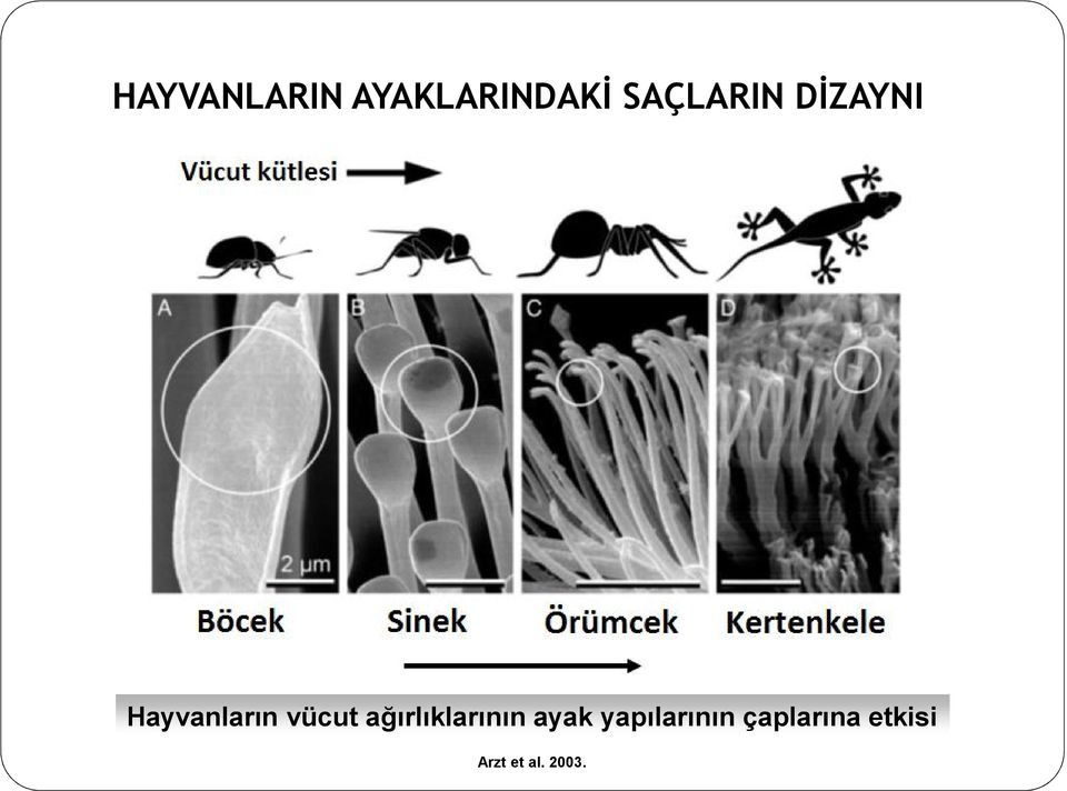 vücut ağırlıklarının ayak