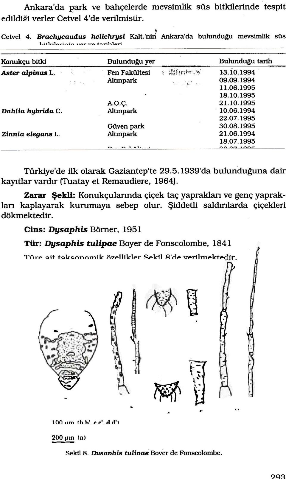 Albnpark 21.06.1994 18.07.1995 - -,---,-, "",, ""'" Türkiye'de ilk olarak Gaziantep'te 29.5. 1939'da bulunduguna dair kayltlar vardlr (Tuatay et Remaudiere, 1964).