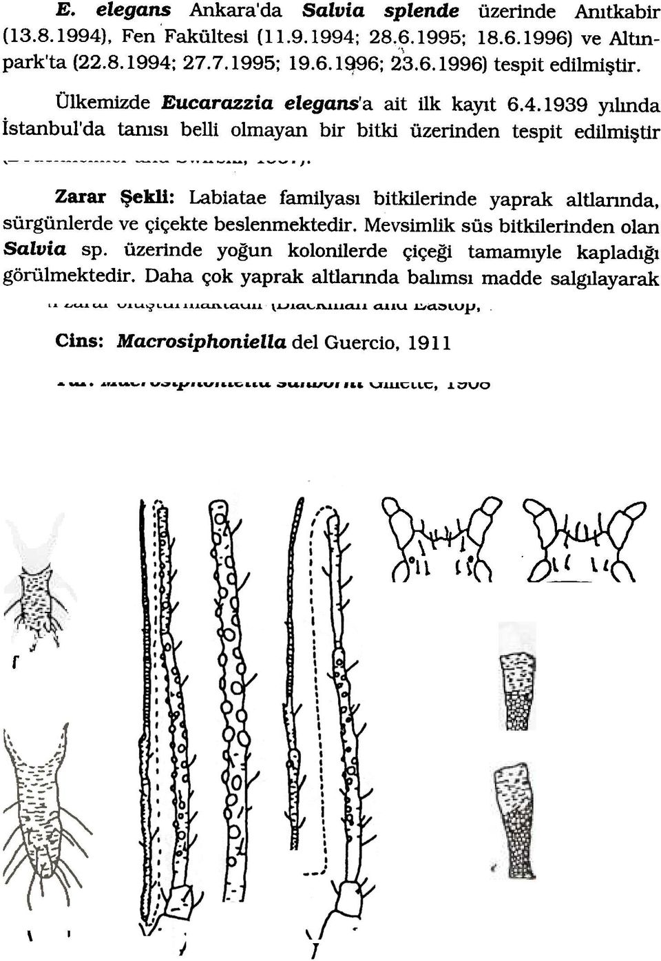 1939 Ylhnda istanbul'da tarusl belli olmayan bir bitki üzerinden tespit edilmi tir, ---, '' Zarar ekli: Labiatae familyasl bitkilerinde yaprak altlannda, sürgünlerde ve c;ic;ekte