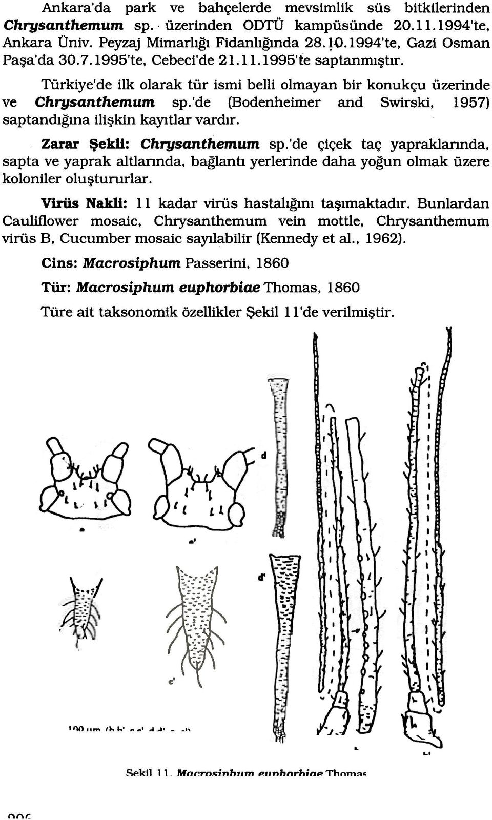 'de (Bodenheimer and Swirski, 1957) saptandlgma iliktn kayltlar vardlr. Zarar ekli: Chrysanthemum sp.