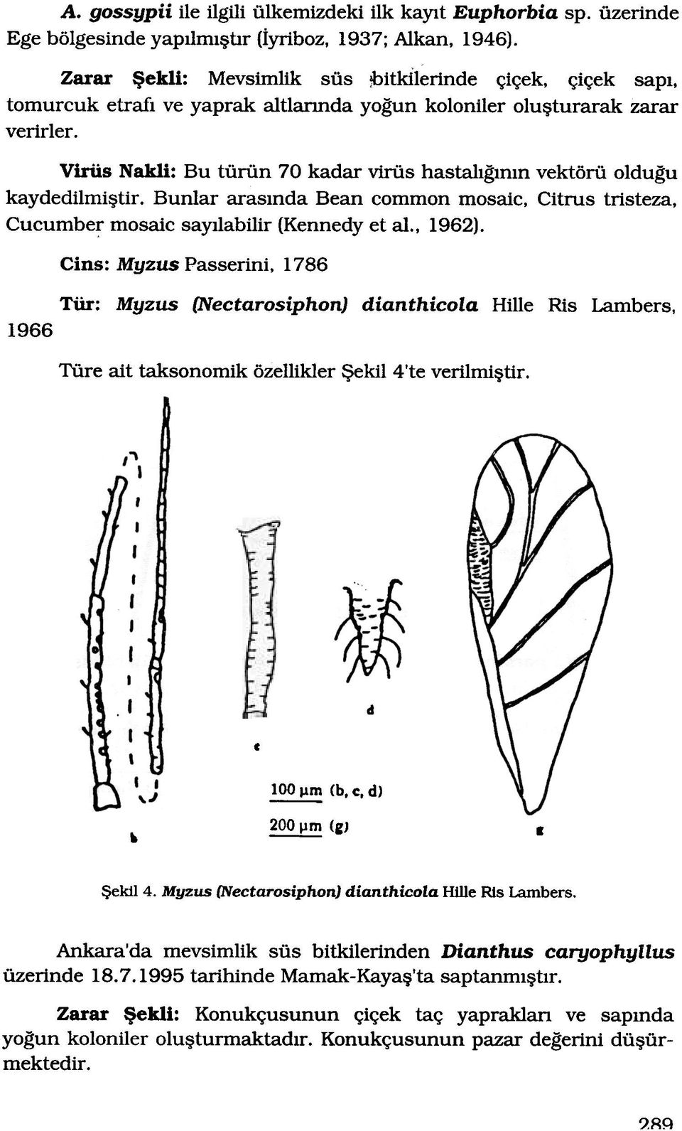 Citrus tristeza, Cucumber mosaic sayllabilir (Kennedy et al.. 1962). Cins: Myzus Passerini, 1786 Tür: Myzus (NectarosiphonJ dianthicola 1966 Türe rot taksonomik özellikler ekil 4 'te verilmitir.