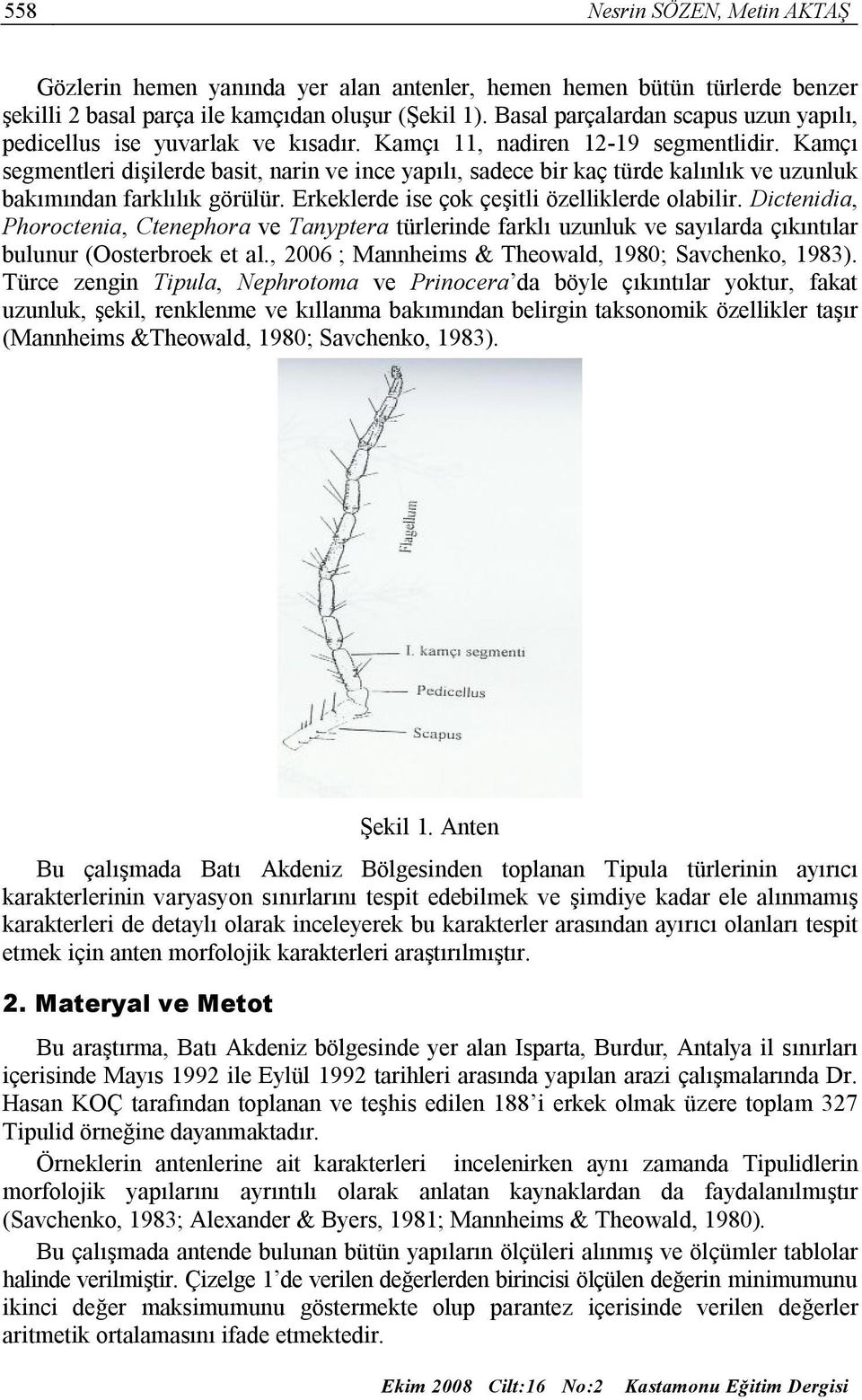 Kamçı segmentleri dişilerde basit, narin ve ince yapılı, sadece bir kaç türde kalınlık ve uzunluk bakımından farklılık görülür. rkeklerde ise çk çeşitli özelliklerde labilir.