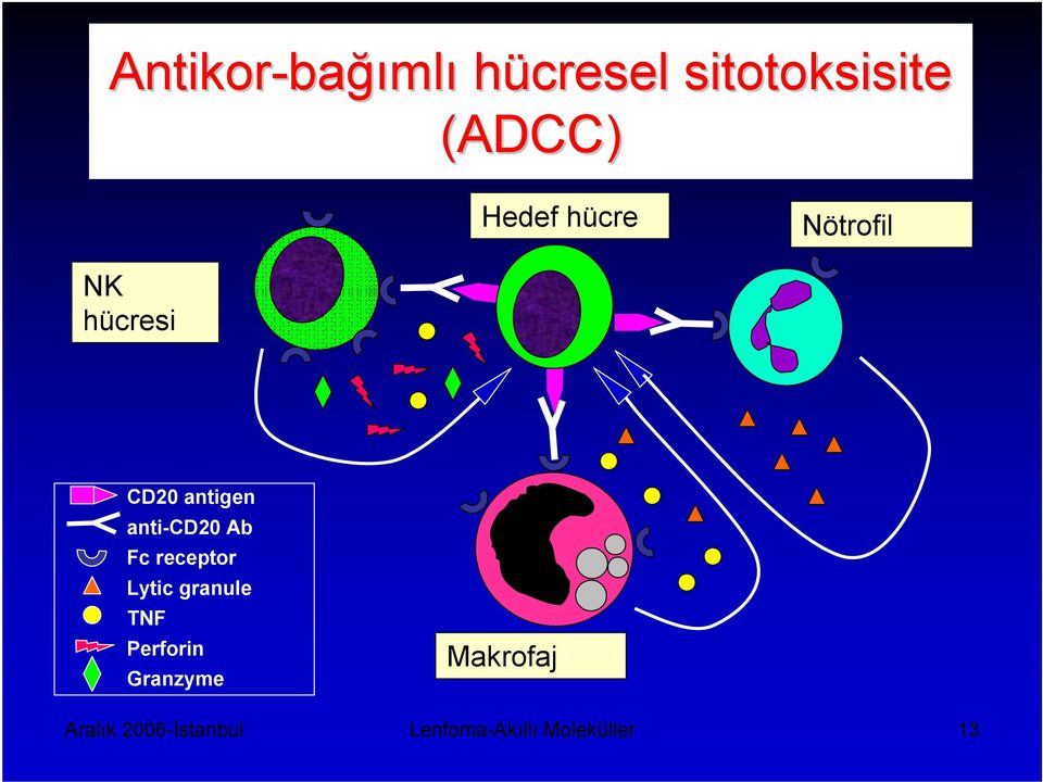 anti-cd20 Ab Fc receptor Lytic granule TNF Perforin