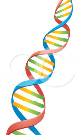 OLASI TOKSİSİTE MEKANİZMASI Plazma Membran Hasarı Lipid Peroksidasyonu ROS Aracılıklı Mekanizmalar NP ROT Nükleer ve DNA Hasarı Genotoksisite