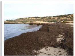 Çalışmanın Görünen Amacı Ülkemiz kıyılarında bulunan Posidonia oceanica nın atık su arıtımında bir potansiyel olabileceğinin araştırılmasıdır.