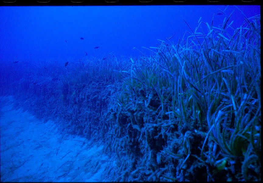 Posidonia oceanica kumlu ve çamurlu yerlerde bulunurlar. Yaşadıkları zemin oynaktır. Zemin üzerinde sağlam biyolojik ve ekolojik yapıya sahiptirler.