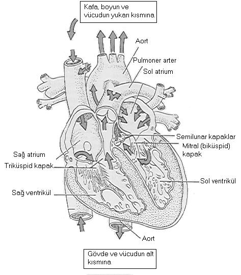 Kalbin Temel Anatomisi Aort, sol ventrikülden çıkan ve tüm