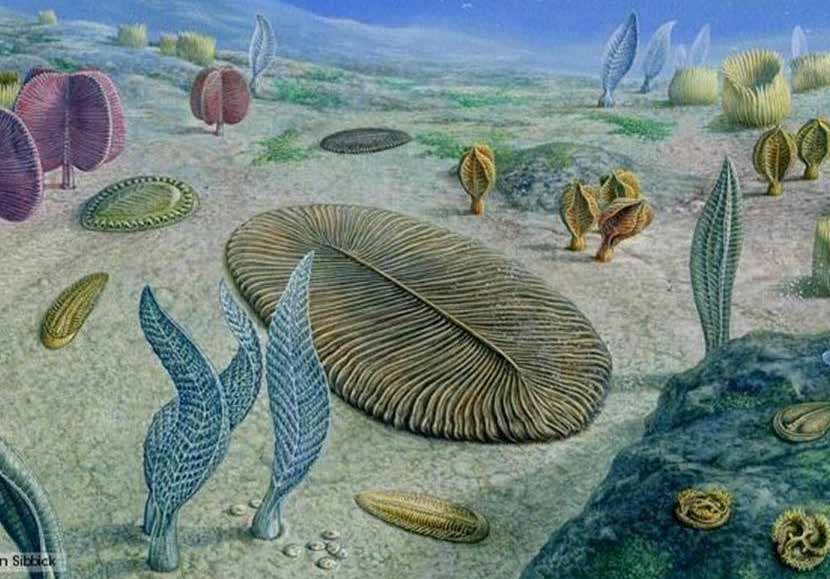 Şekil 7. Fosil kayıtlarına bağlı olarak yapılmış Ediyakara faunasını temsil eden bir çizim (BBC Nature Historic life internet sitesi www.bbc.co.uk den alınmıştır).
