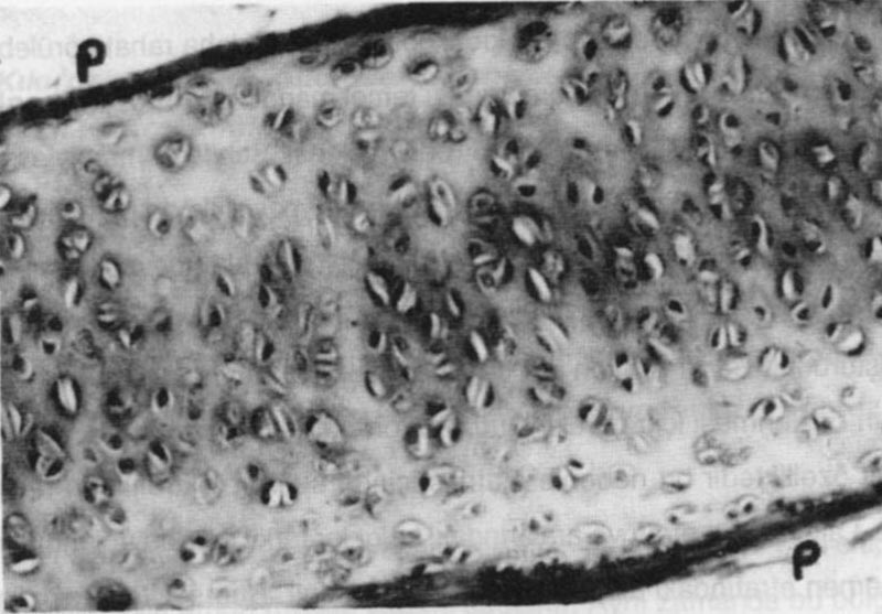 Resim 6.1: Trakeada yer alan hyalin kıkırdak dokusu. Etrafı perikondriyum (P) ile çevrili ara madde ve kondrositler görülüyor. 3.1.1.Kıkırdağın Hücreleri Kıkırdak dokusu hücrelerine kondrosit denir.