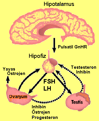 Pubertenin başlangıcı Hipotalamustan pulsatil olarak GnRH salgılanması hipofizden