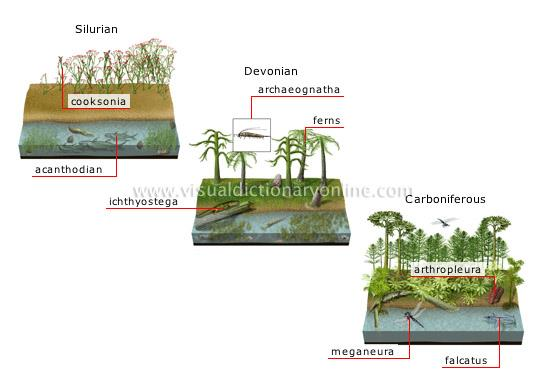 Tür (Biyolojik, coğrafik ve morfolojik türler) Jeolojik ve Paleontolojik Deliller http://visual.merriam-webster.