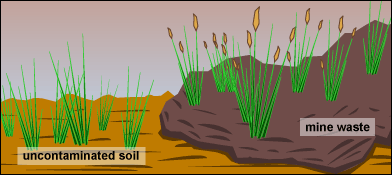 3-Parapatrik Türleşme Örnek, maden ocakları çevresinde tespit edilen metal kirliliğine tepki olarak parapatrik türleşmeye uğrayan Anthoxantum odoratum bitkisidir.