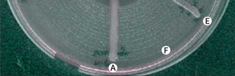 A=wild-type K pneumoniae isolate.